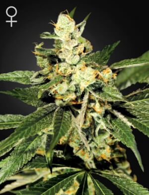 TrainWreck