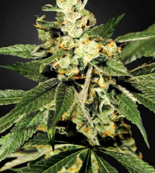 TrainWreck