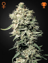 White Rhino