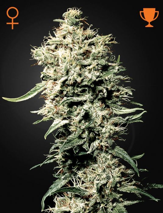 White Rhino