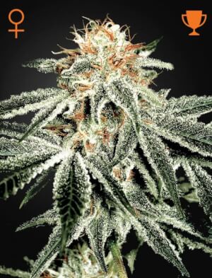 White Widow