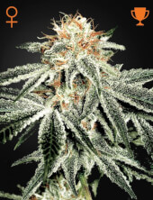 White Widow