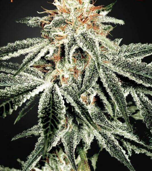 White Widow