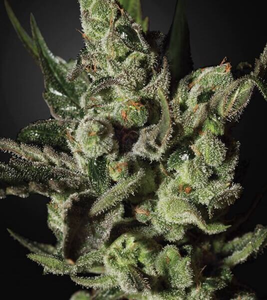 Exodus Cheese