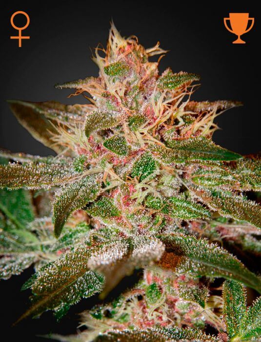 Pure Kush flowering cannabis, as labeled by the cited photo source