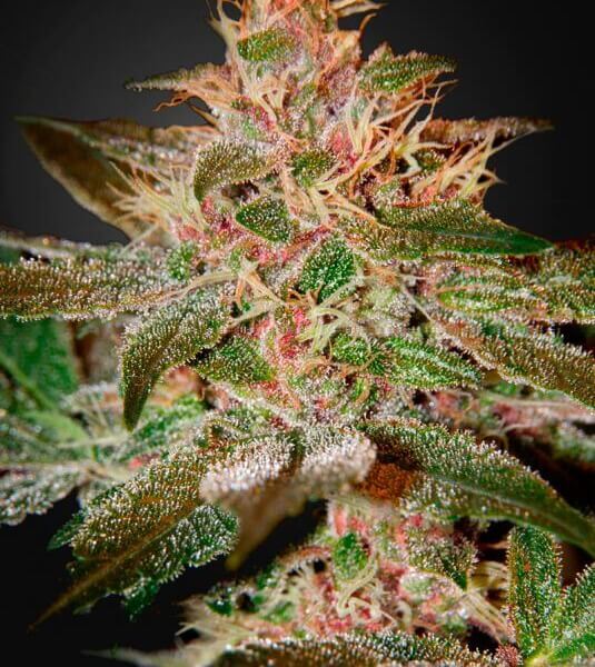 Pure Kush