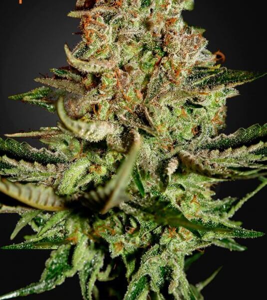 Super Bud