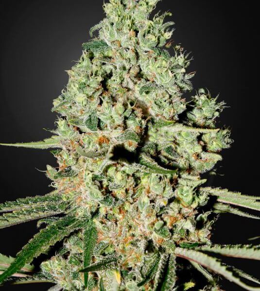 Super Critical