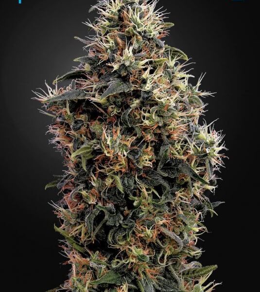 Sweet Mango Auto