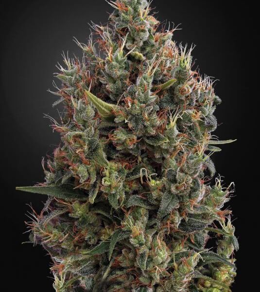 Big Bang Auto