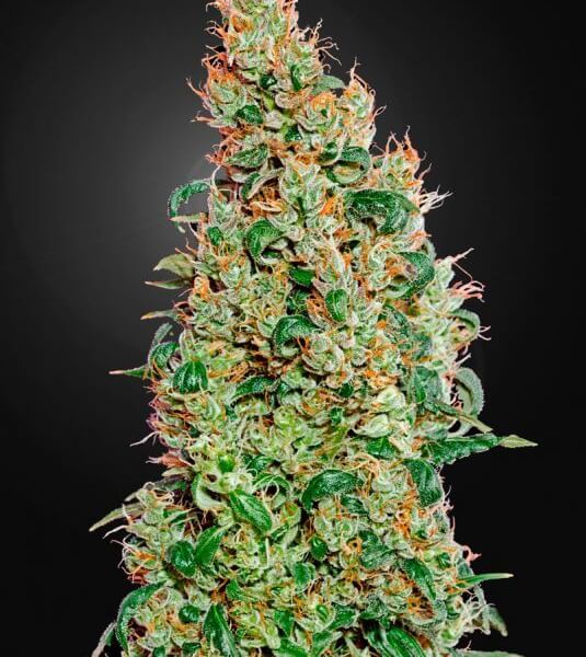 Green-O-Matic