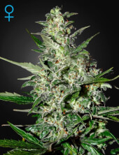 Super Critical Auto