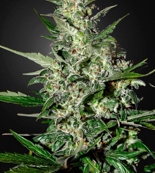 Super Critical Auto