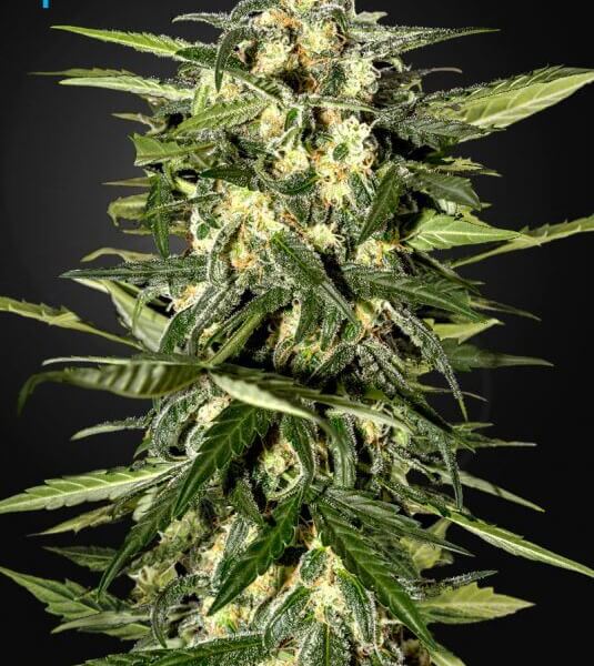 Jack Herer Auto
