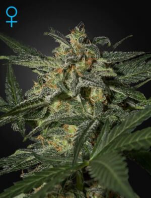 White Widow Auto