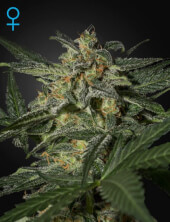 White Widow Auto