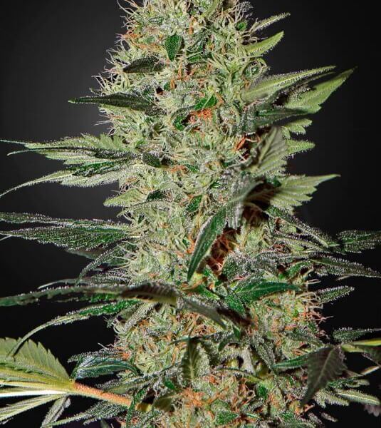 Exodus Cheese Auto