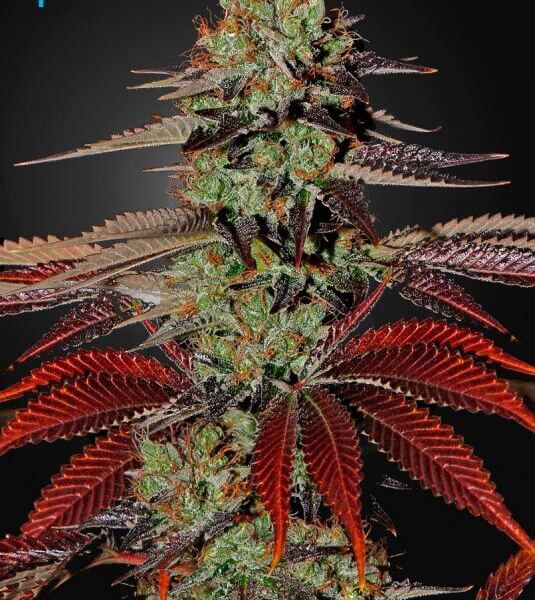 King's Kush Auto
