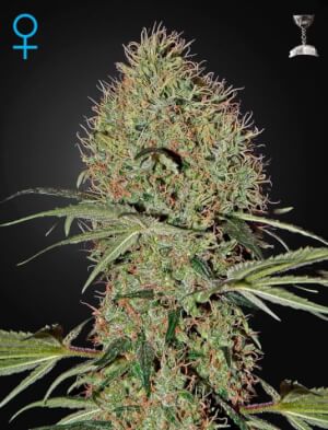 Super Bud Auto