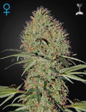 Super Bud Auto
