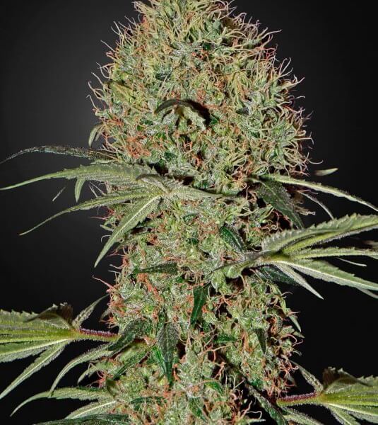 Super Bud Auto