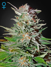 Super Lemon Haze Auto