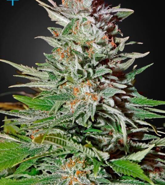 Super Lemon Haze Auto