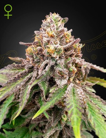 Blue Haze X Gelato #41 Auto