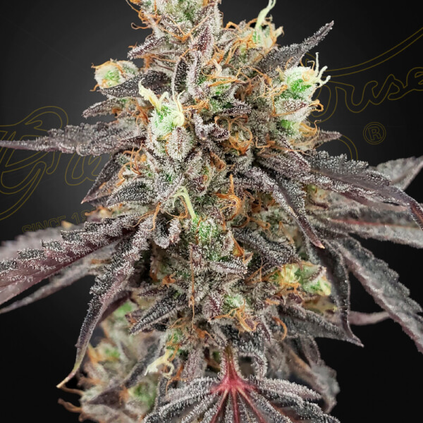 Gelato 41 x Gelato 41 Auto