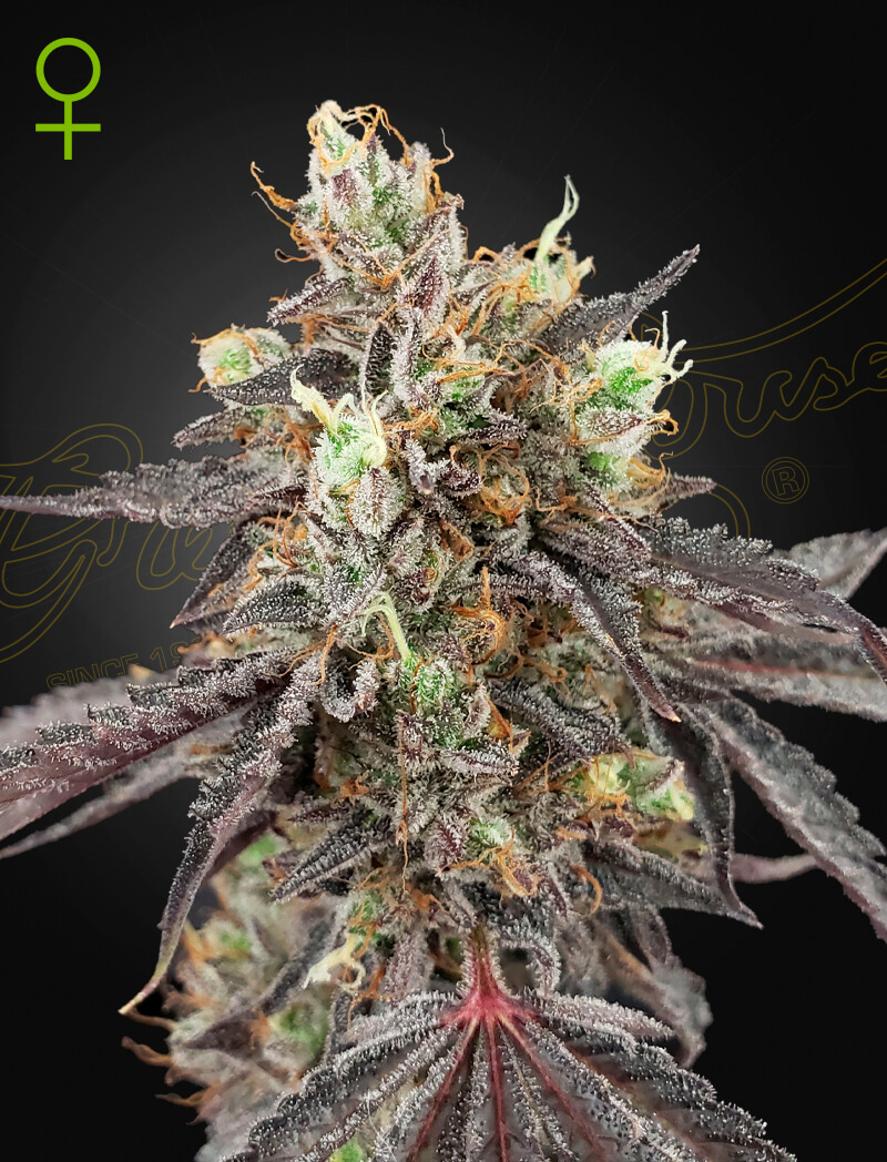 Gelato #41 Auto
