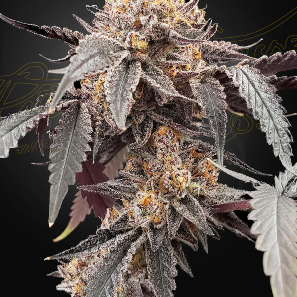 Guava x Gelato 41 Auto