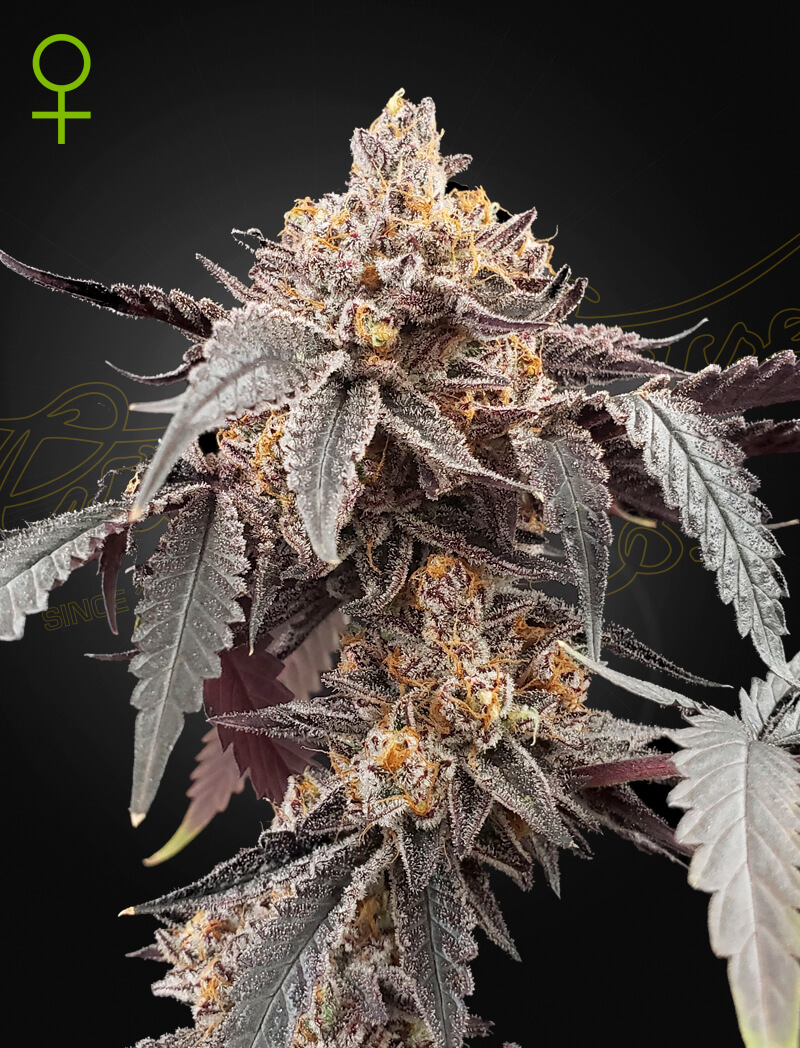 Guava X Gelato #41 Auto
