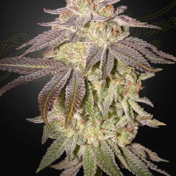 Black Toffee Auto