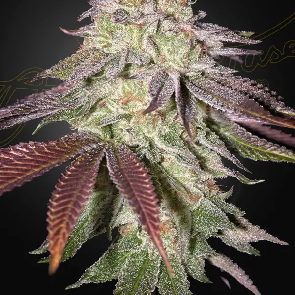 Sugarlato Auto