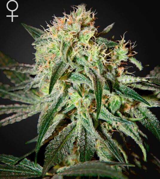 Damn Sour