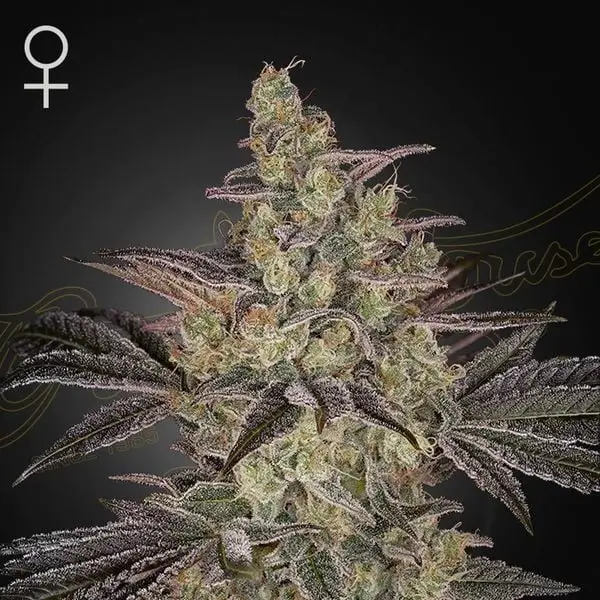 Frosted Guava Auto