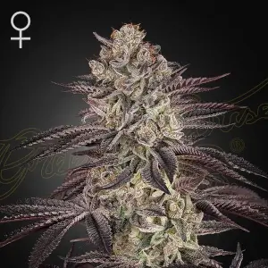 Biscotti Auto