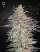 Super Lemon Haze x GMO