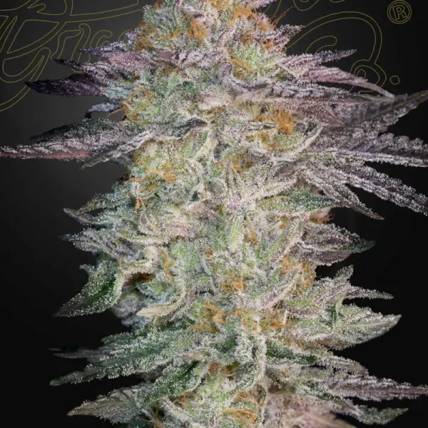 Super Lemon Haze x GMO