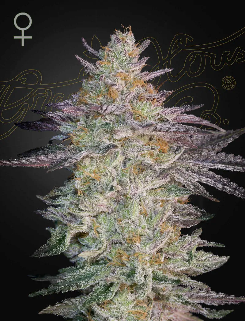 Super Banana Mango
