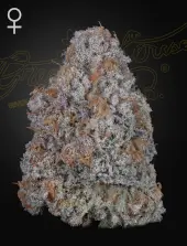 Super Lemon Haze x RS11