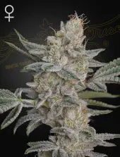 Super Lemon Haze x RS11