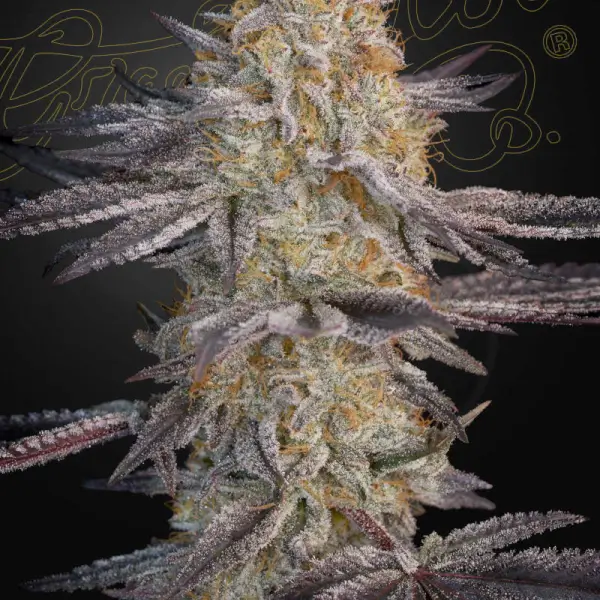 Super Lemon Haze x RS11