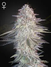 Super Lemon Haze x Pink Candy