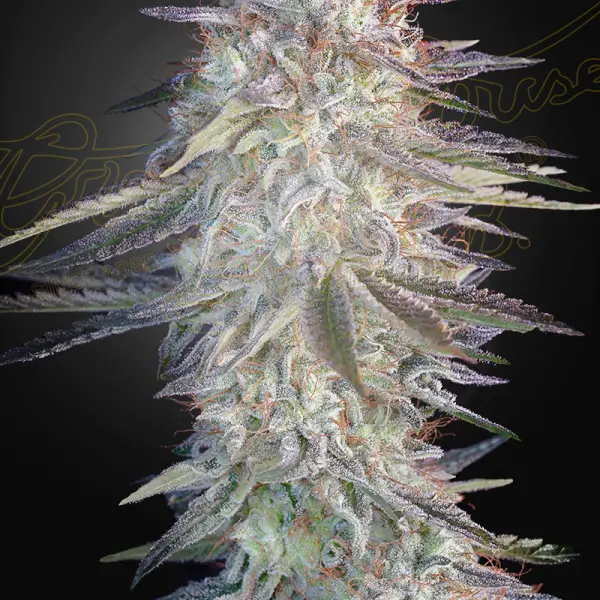 Super Lemon Haze x Pink Candy