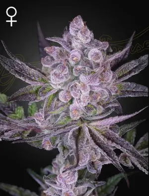 Super Boof x Motorbreath