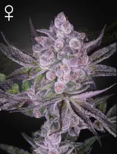 Super Boof x Motorbreath