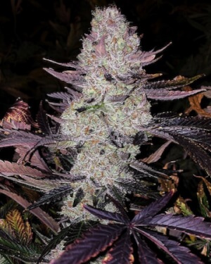 Grape Diamonds