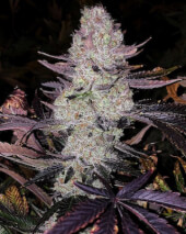 Grape Diamonds