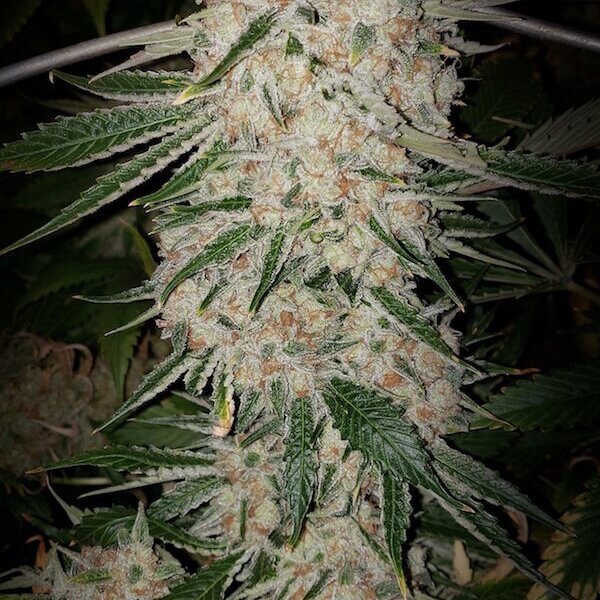 Pluto Cut Autoflower R F3